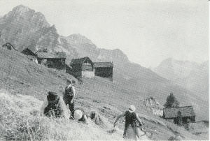 Raccolta della segale a Salecchio Superiore